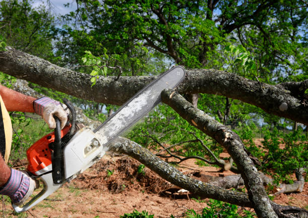 Reliable Cottonwood Shores, TX  Tree Services Solutions